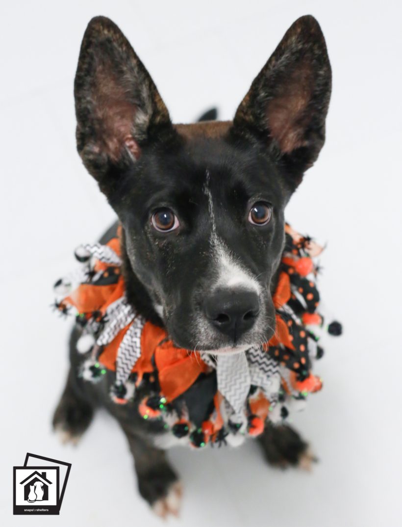 Press Release: El Paso Animal Services Shares Annual Halloween Pet Safety Guide