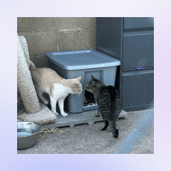 How to Create a Community Cat Shelter