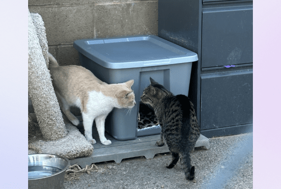 How to Create a Community Cat Shelter