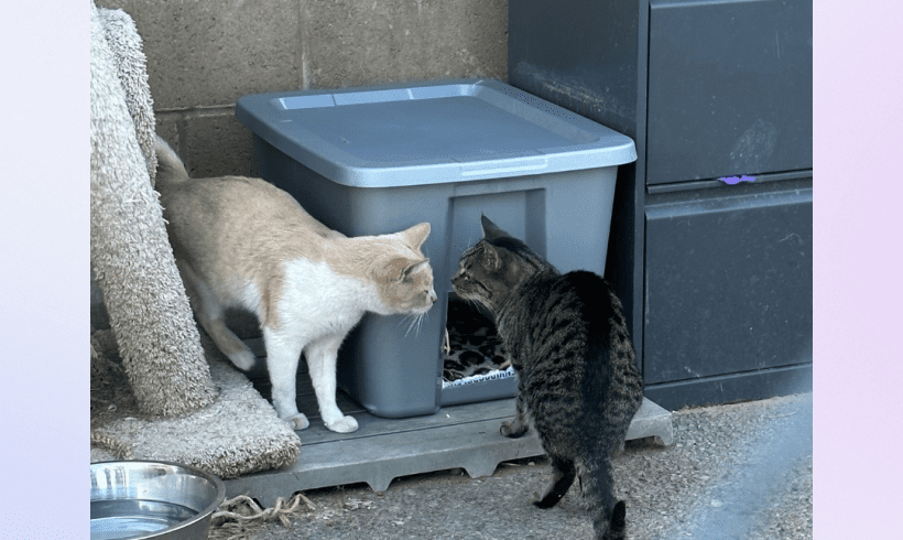 How to Create a Community Cat Shelter