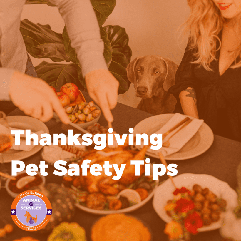 Press Release: Thanksgiving Pet Safety Tips from  El Paso Animal Services