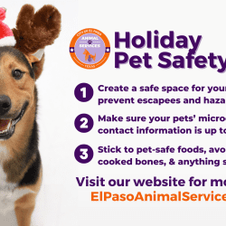 Holiday Pet Safety Tips