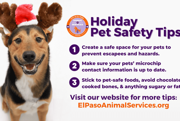 Holiday Pet Safety Tips