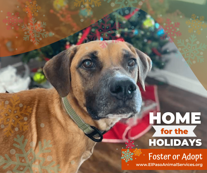 Press Release: El Paso Animal Services Urges Thoughtful Pet Adoption This Holiday Season