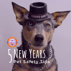 Mutt Monday: New Years Pet Tips