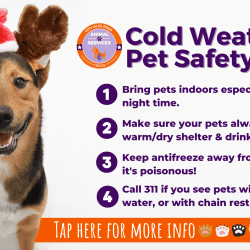 Mutt Monday: Cold Weather Pet Tips