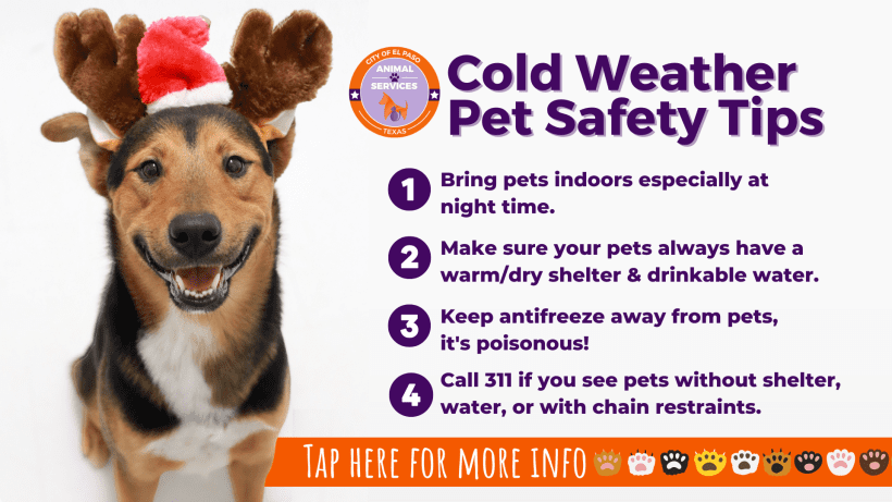 Press Release: El Paso Animal Services Reminds Residents to Keep Pets Safe During Cold Front