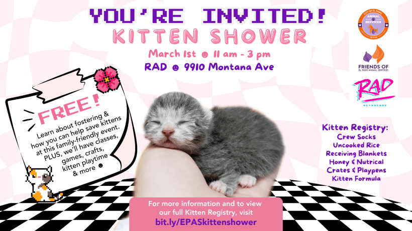 Press Release: El Paso Animal Services Hosts “Kitten Shower” to Prepare for Kitten Season