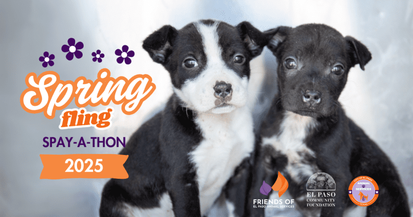 Press Release: Over 400 Pets Spayed/Neutered During First-Ever Public Spay-A-Thon