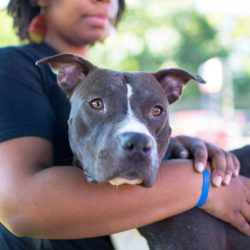 Press Release: City of El Paso Engages Consultant for Comprehensive Animal Shelter Assessment