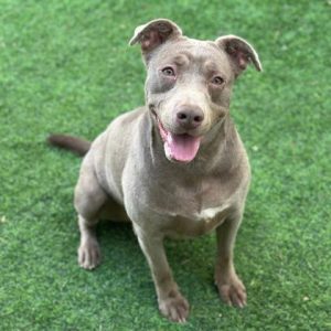 A grey Weimaraner mix dog sitting and smiling at the camera with a happy expression and bright eyes.