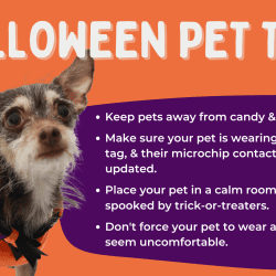 Protect Your Pets This Halloween
