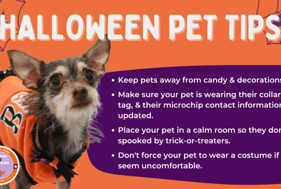 Protect Your Pets This Halloween