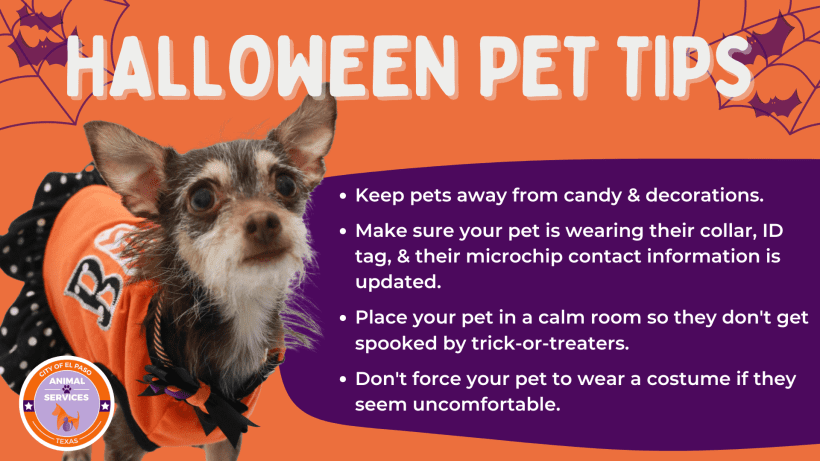 Protect Your Pets This Halloween Protect Your Pets This Halloween