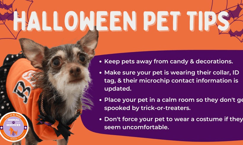 Protect Your Pets This Halloween Protect Your Pets This Halloween