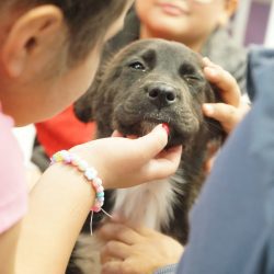 Holiday Pet Safety Classes in El Paso