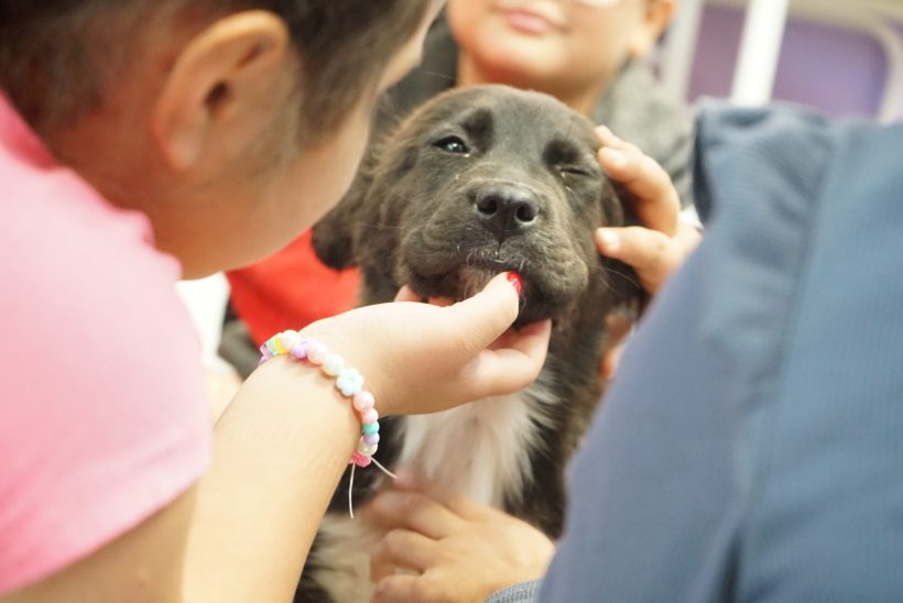 Holiday Pet Safety Classes in El Paso Holiday Pet Safety Classes in El Paso